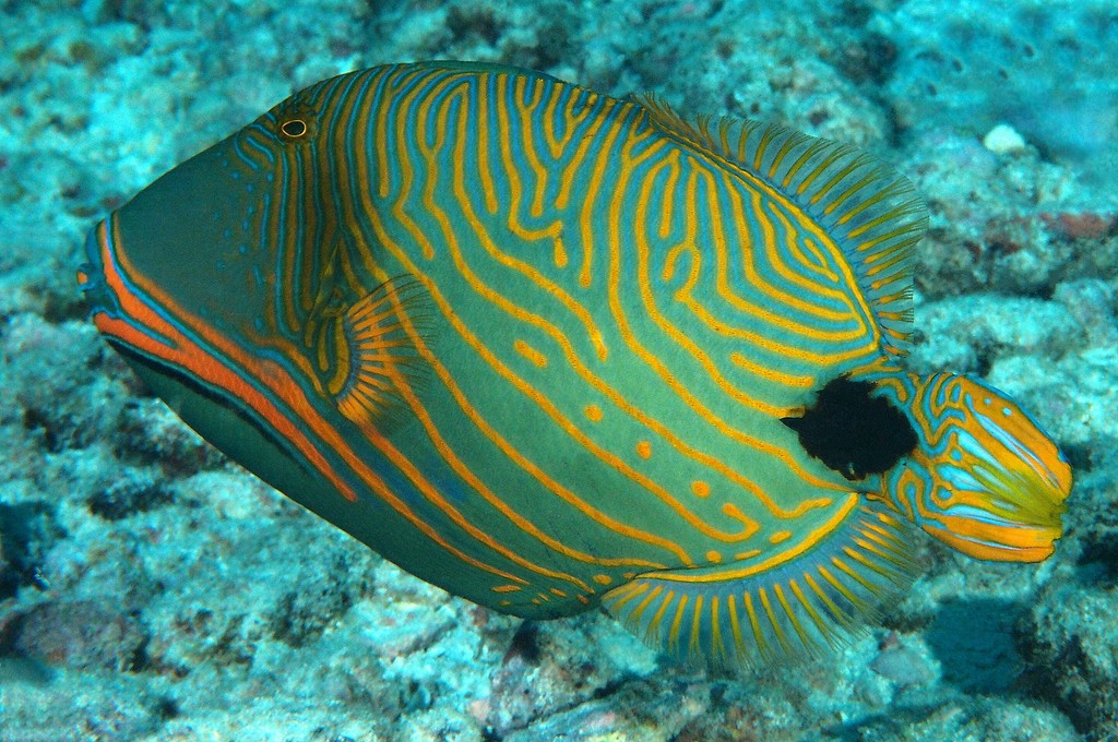 Balistapus undulatus Baliste ondulé Nouvelle-Calédonie lignes orange obliques