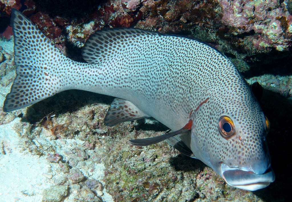 Plectorhinchus pica Black and white sweetlips New Caledonia fish lagoon reef aquarium market