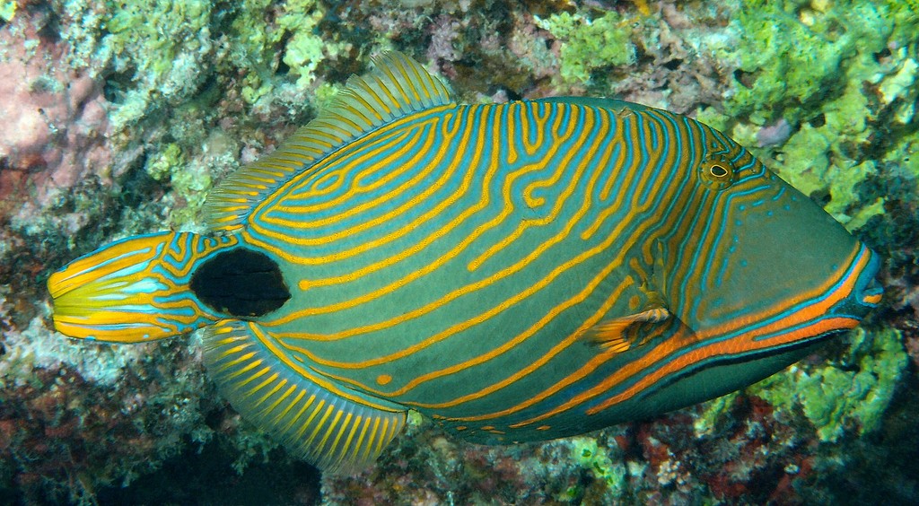 Balistapus undulatus Orange striped triggerfish New Caledonia Balistidae