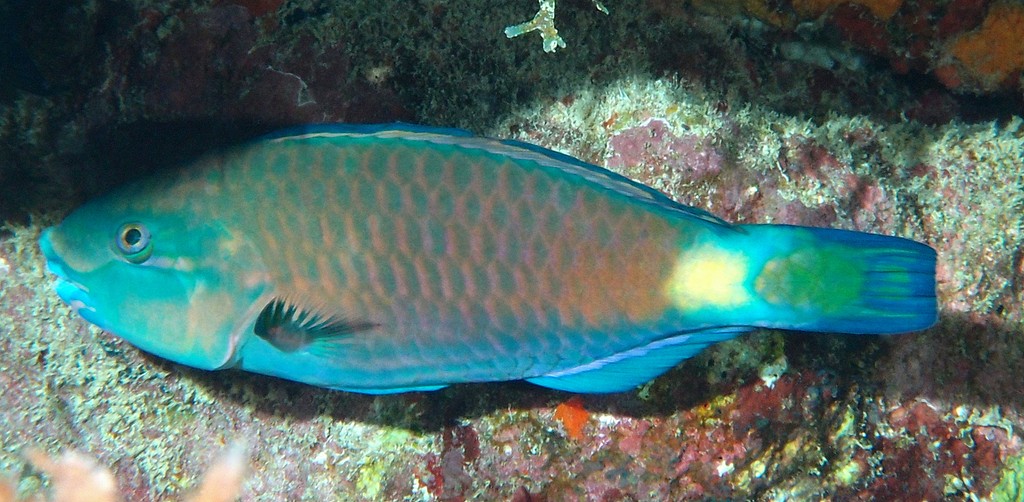 Scarus psittacus Perroquet commun Nouvelle-Calédonie Couleur dominante turquoise à verte