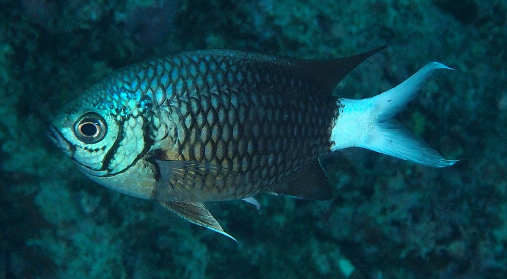 Chromis xanthura Demoiselle à queue jaune Nouvelle-Calédonie poisson du lagon identification