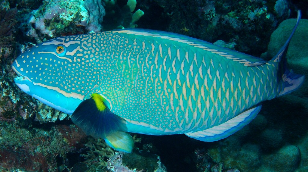 Cetoscarus ocellatus Red-speckled parrotfish New Caledonia parrotfish