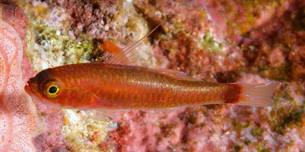Trimma tevegae Blue-striped cave goby New Caledonia caudal fin base with large dark blotch