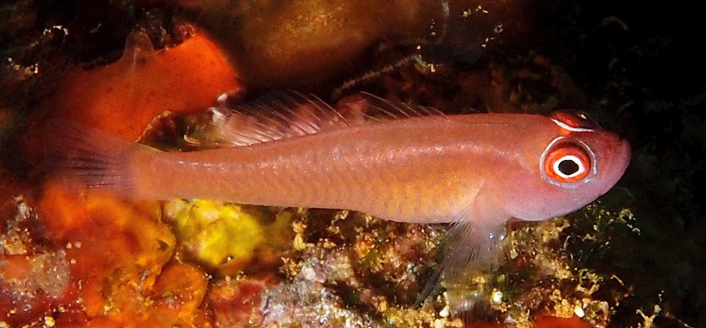 Trimma benjamini Ring-eye pygmy-goby New Caledonia