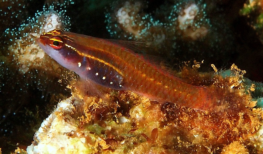 Eviota bacata Pearl Dwarfgoby New Caledonia lagoon