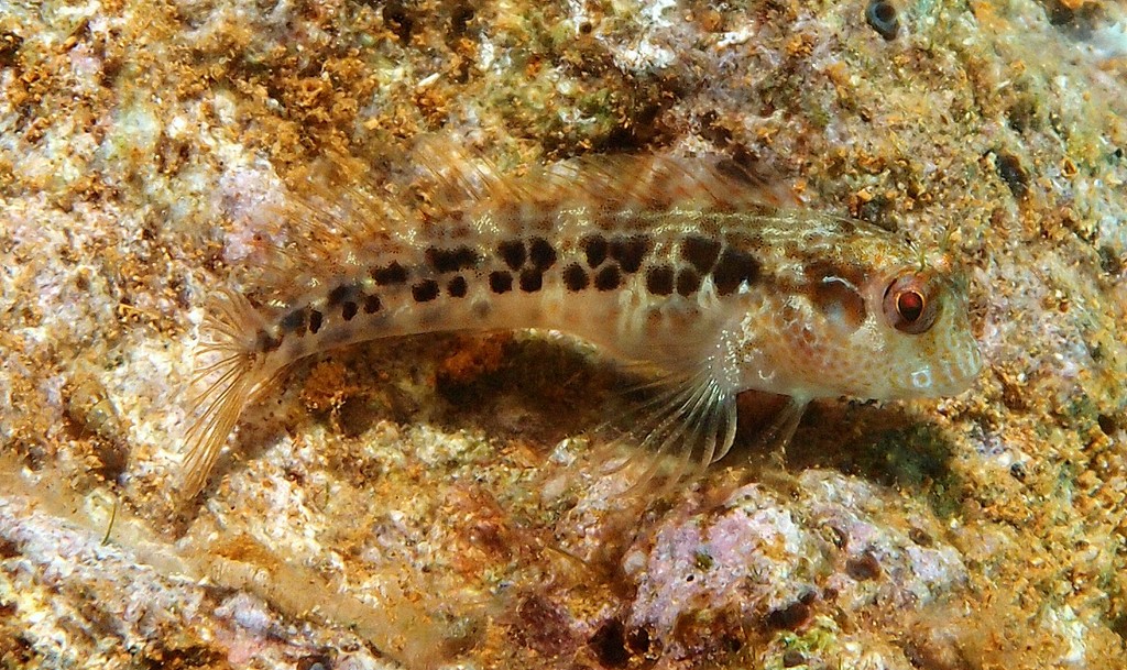 Parablennius intermedius Horned blenny Juvenile New Caledonia dark blotches on the sides of the body