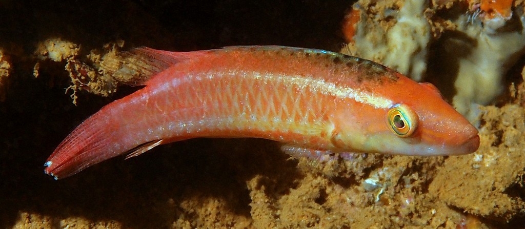 Oxycheilinus samurai New Caledonia posterior margin of caudal fin white
