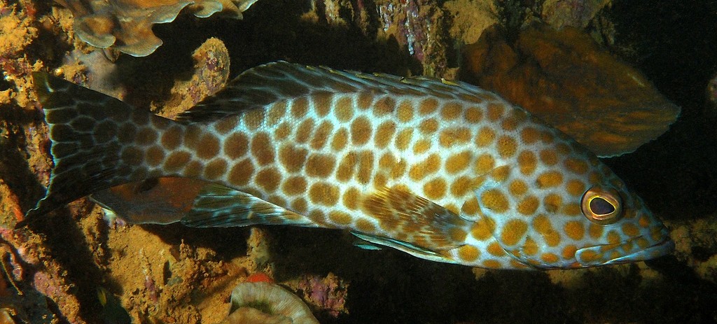 Epinephelus areolatus Mérou aréolé Nouvelle-Calédonie
