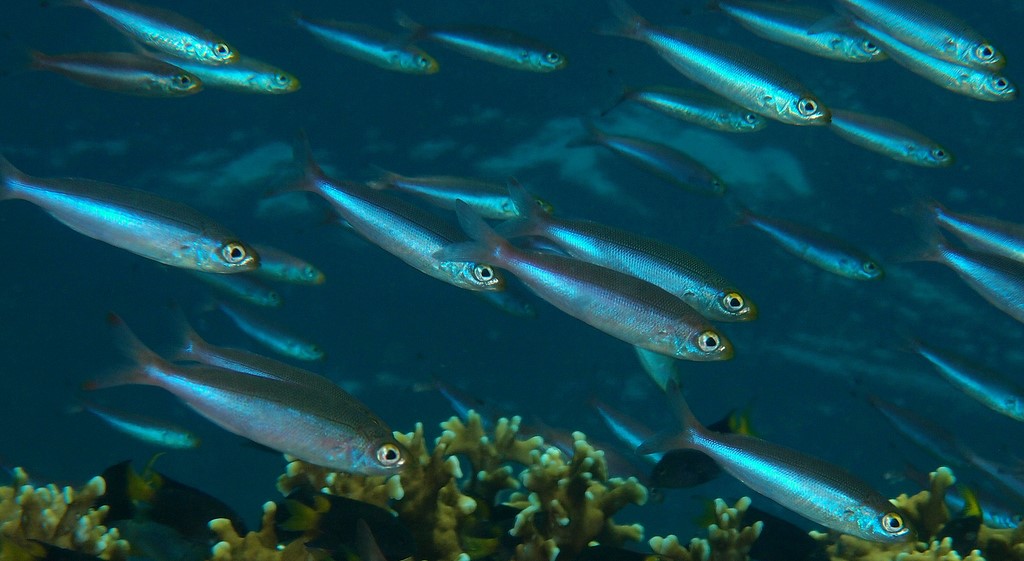 Pterocaesio pisang Bananafish Juvenile school New Caledonia