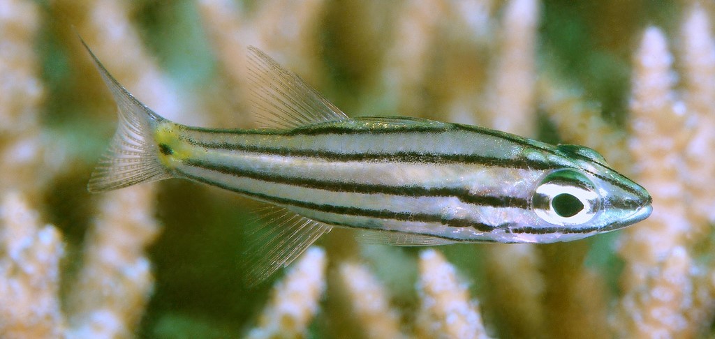Cheilodipterus quinquelineatus 五带巨牙天竺鲷 新喀里多尼亞
