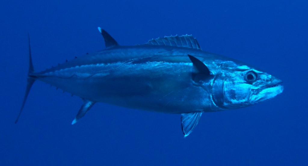 Gymnosarda unicolor Thon à gros yeux Nouvelle-Calédonie