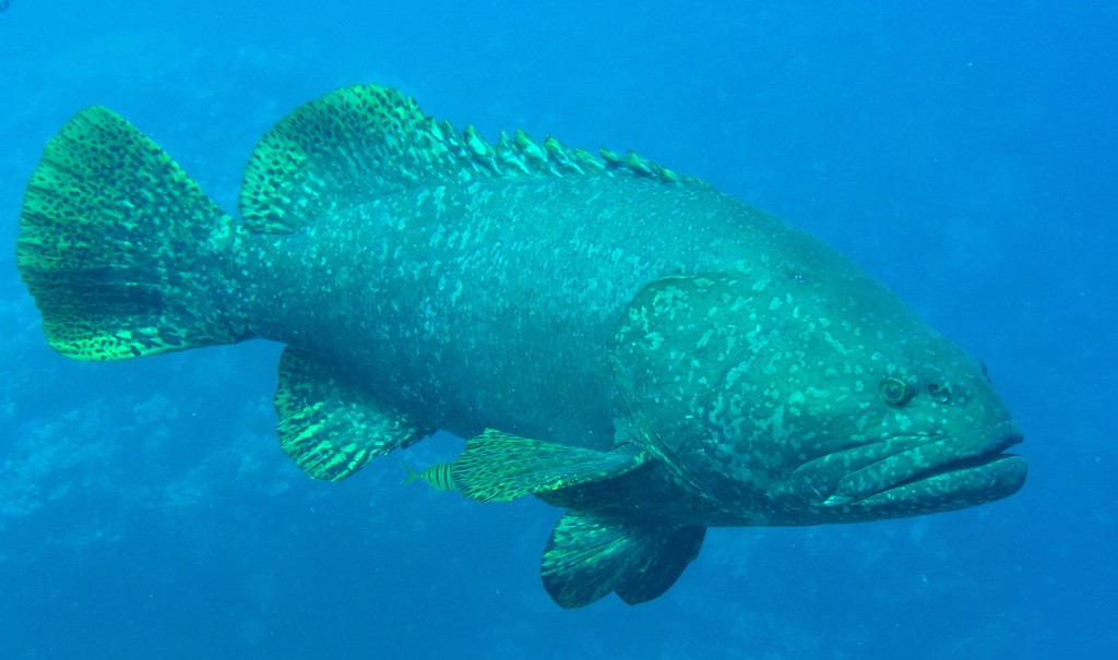 Epinephelus lanceolatus Loche carite Nouvelle-Calédonie redoutable prédateur des récifs coralliens