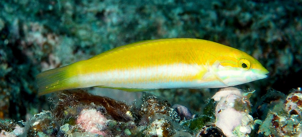 Thalassoma lutescens girelle-paon jaune Nouvelle-Calédonie poisson du lagon