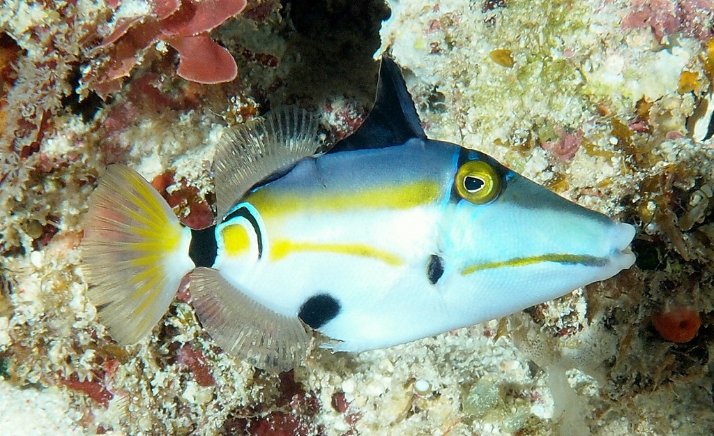 Rhinecanthus lunula Baliste picasso demi-lune juvénile Nouvelle-Calédonie