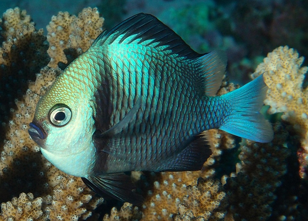 Dascyllus reticulatus Headband humbug Marginate damselfish New Caledonia