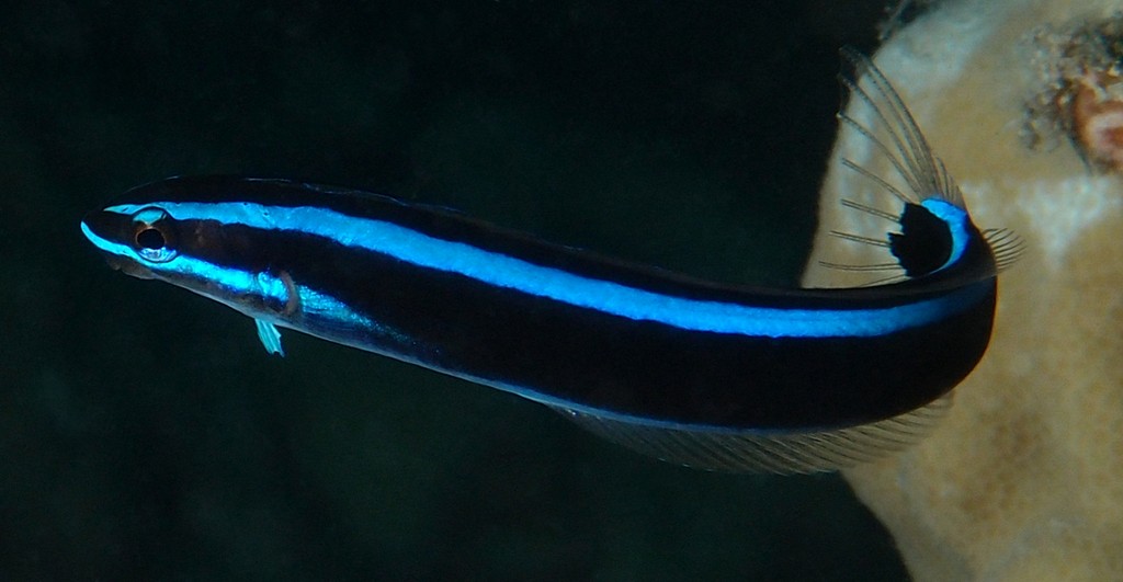 Plagiotremus rhinorhynchos ミナミギンポ New Caledonia fish