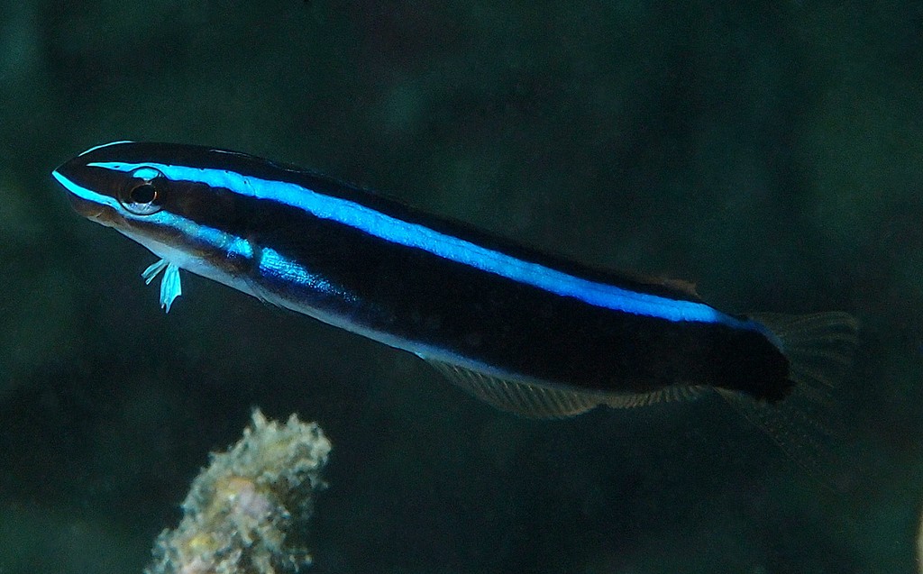 Plagiotremus rhinorhynchos Blennie à dents de sabre Nouvelle-Calédonie raies longitudinales bleu clair vif