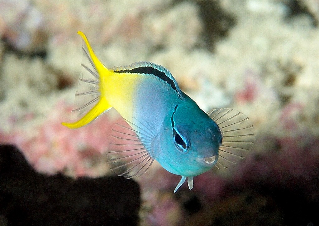 Meiacanthus atrodorsalis Yellowtail poison-fang blenny fish lagoon Caledonian reef coral sea