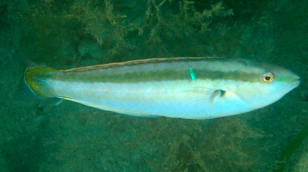 Suezichthys devisi De Vis' rainbow-fish New Caledonia bluish stripe on the dorsal and anal fins