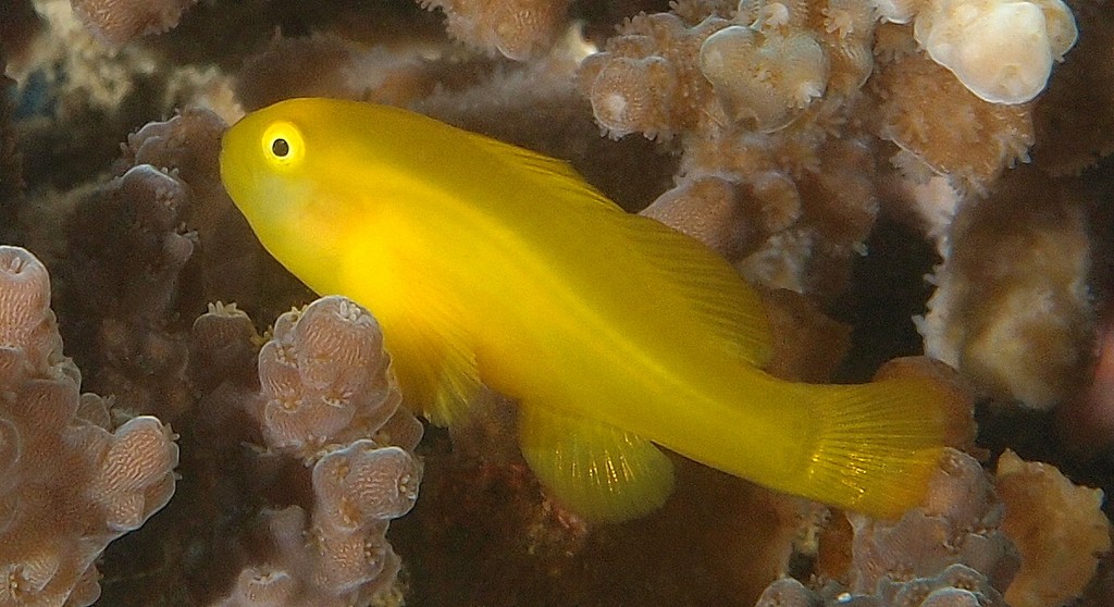 Gobiodon okinawae Gobie corail du Japon jaune Okinawa Nouvelle-Calédonie Biodiversité lagon