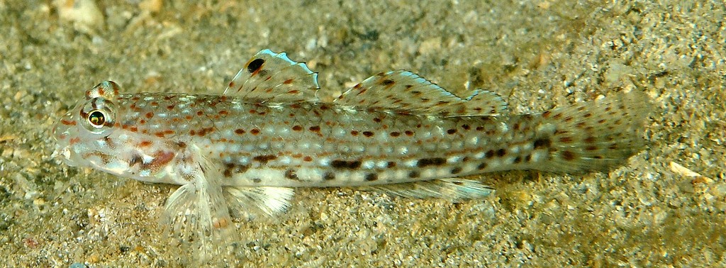 Istigobius decoratus Gobiidae family Istigobius species Indo-Pacific water