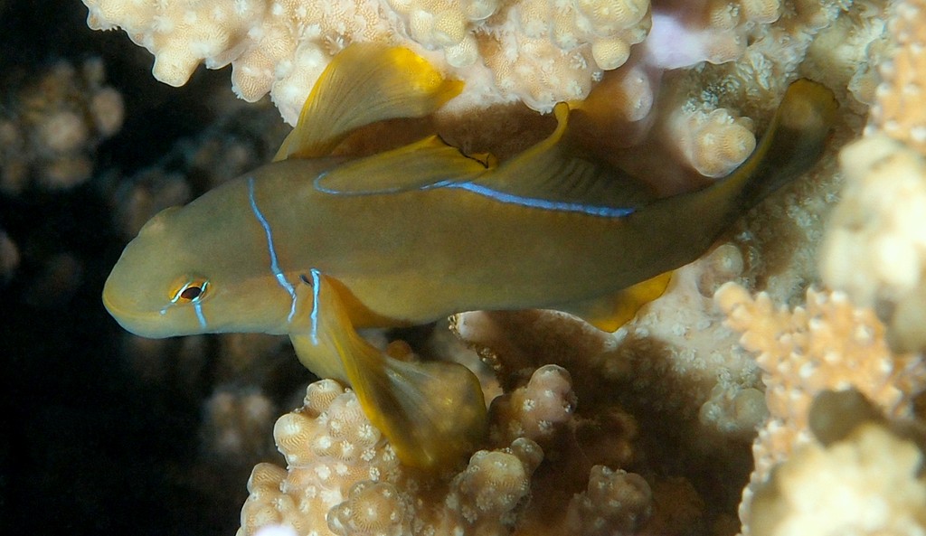 Gobiodon citrinus Citron coral goby New Caledonia body color from yellow to yellowish green or black