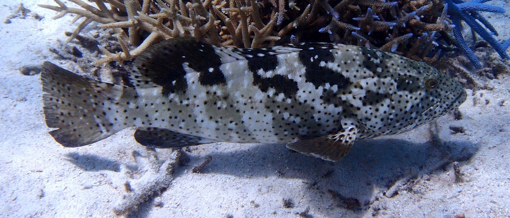 Epinephelus malabaricus Malabar grouper New Caledonia lagoon water