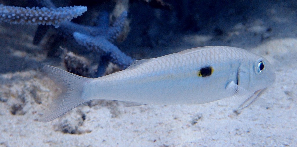 Mulloidichthys flavolineatus Yellowstripe goatfish New Caledonia dark blotch below 1st dorsal fin