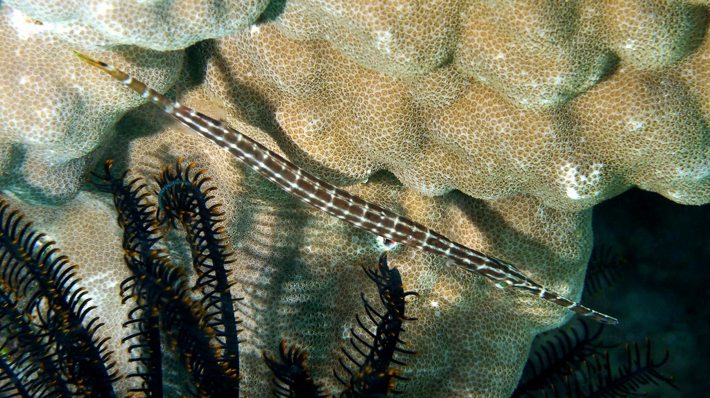 Aulostomus chinensis флейторыл китайский Но́вая Каледо́ния