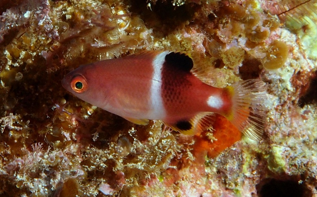 Bodianus perditio Golden-spot hogfish juvenil New Caledonia