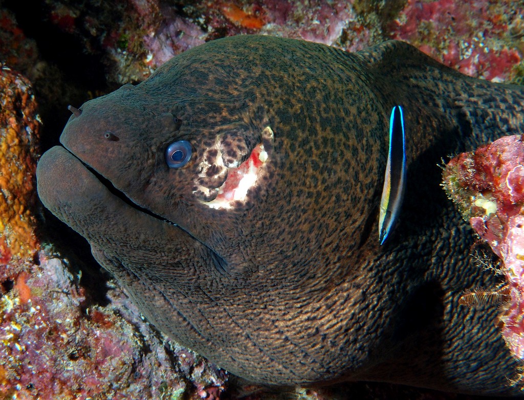 Gymnothorax javanicus Murène javanaise Nouvelle-Calédonie Chasse sous-marine