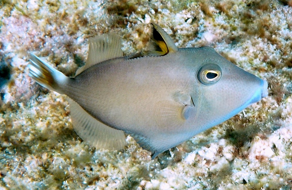 Sufflamen chrysopterum Baliste demi-lune Nouvelle-Calédonie subadulte couleur gris clair
