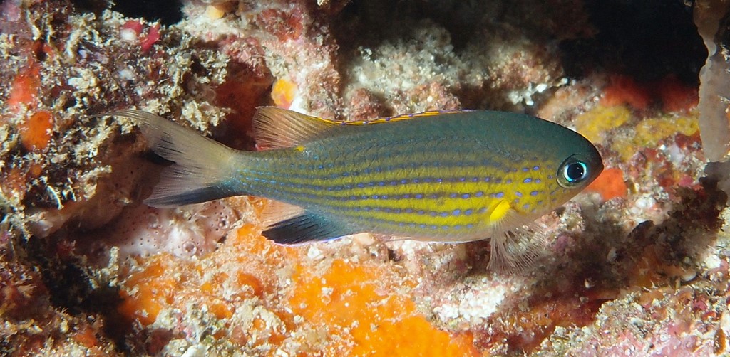 Pycnochromis vanderbilti Chromis rayé Nouvelle-Calédonie passe de Dumbéa