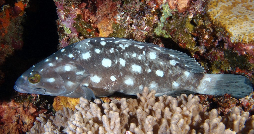Epinephelus coeruleopunctatus Mérou taches blanches Nouvelle-Calédonie Loche poisson