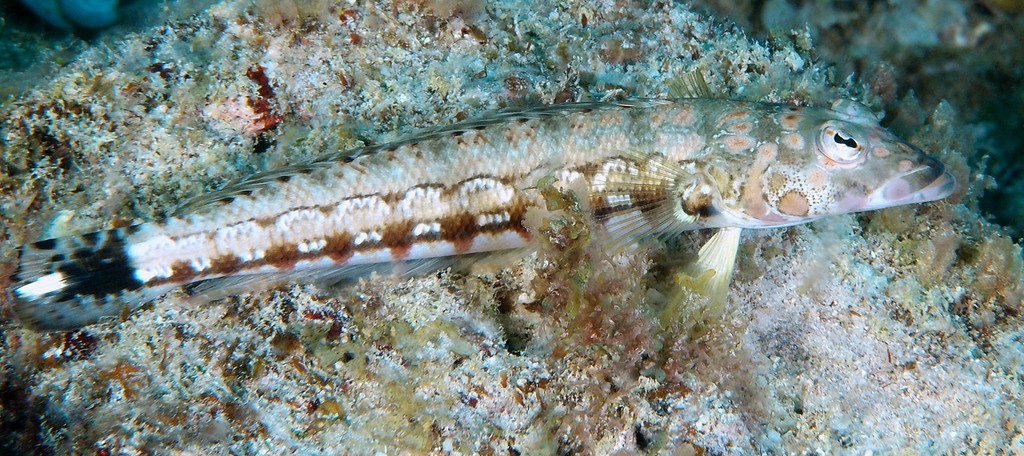 Parapercis millepunctata Manyspotted sandperch New Caledonia