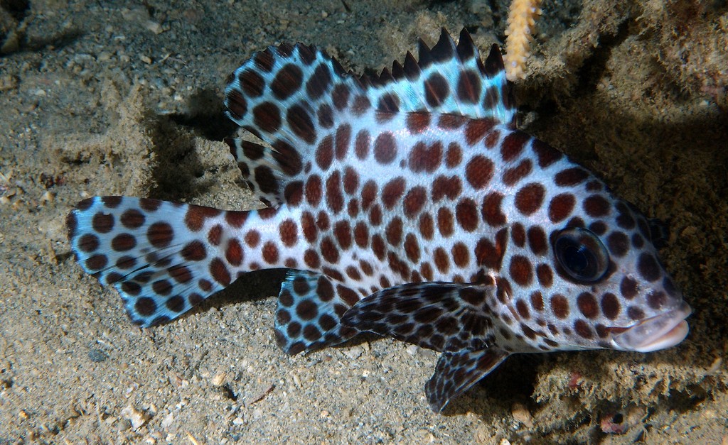 Plectorhinchus chaetodonoides Loche castex grosses lèvres subadulte livrée nocturne Nouvelle-Calédonie