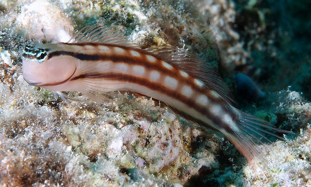 Ecsenius fourmanoiri combtooth blenny genus Ecsenius fish of New Caledonia scuba diving endemiq