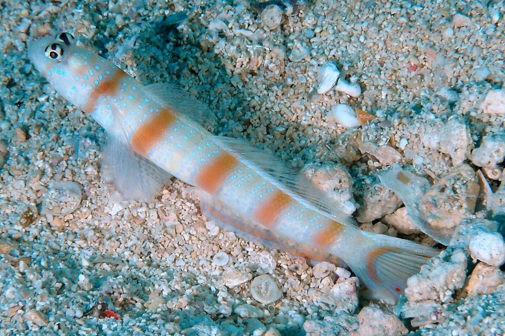 Amblyeleotris novaecaledoniae Gobie à bandes marrons Nouvelle Calédonie endémique Gobiidae
