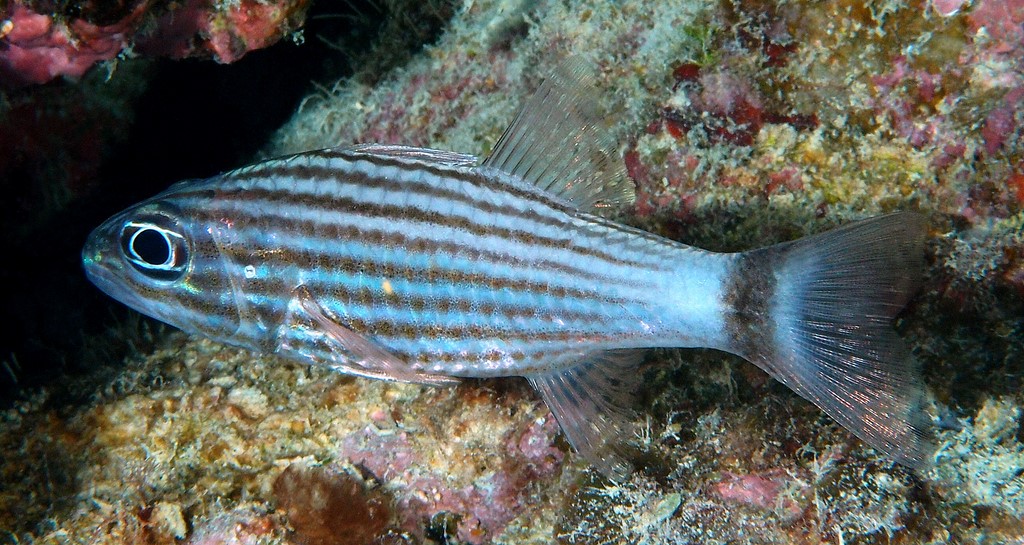 Cheilodipterus heptazona Apogon à grandes dents Nouvelle-Calédonie