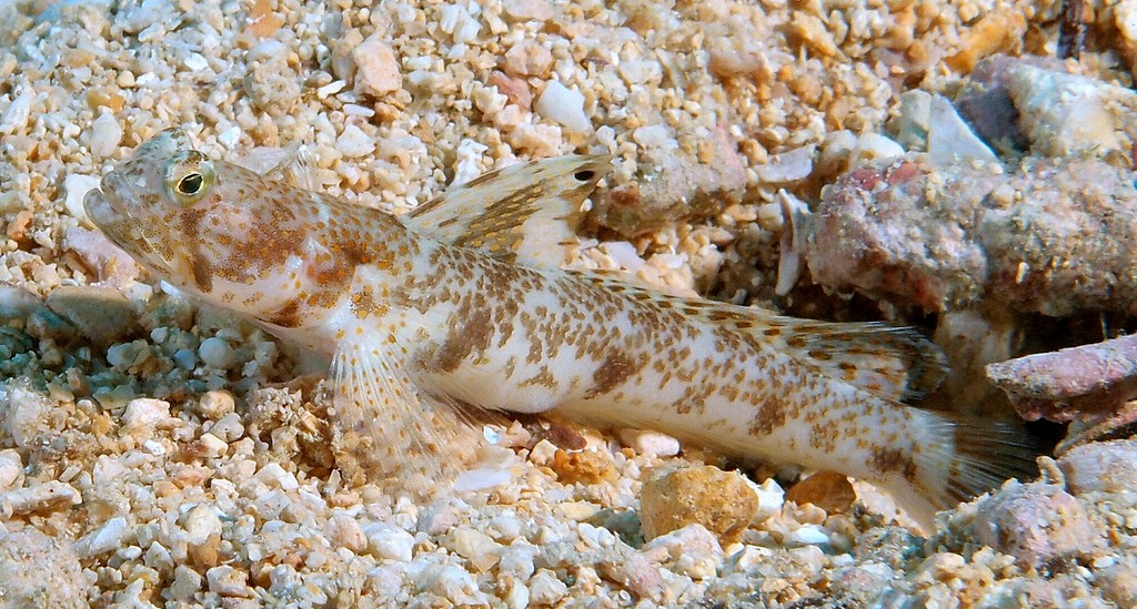 Tomiyamichthys oni Monster shrimpgoby New Caledonia