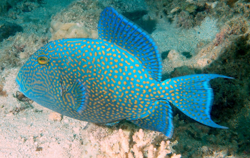 Pseudobalistes fuscus Isomongara イソモンガラ ニューカレドニア