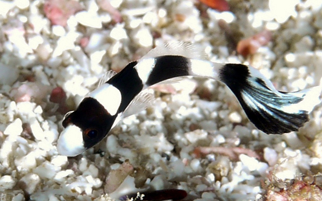 Plectorhinchus picus Spotted sweetlips Juvenile New Caledonia black with a few large white blotches