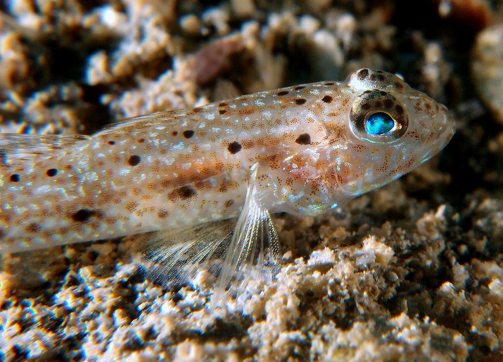 Arcygobius baliurus Gobie à queue tachetée Nouvelle-Calédonie point noir sur la queue
