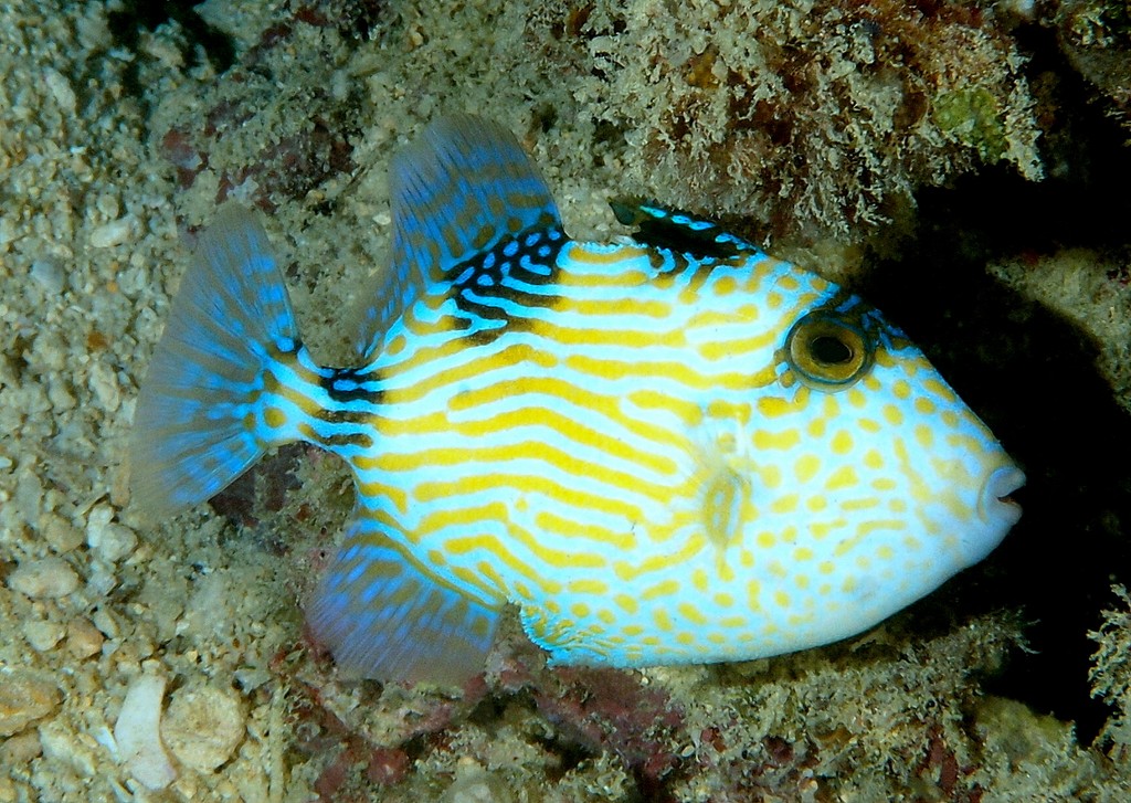 Pseudobalistes fuscus Baliste ligné de bleu Nouvelle-Calédonie  nageoire dorsale est constituée d'une forte épine