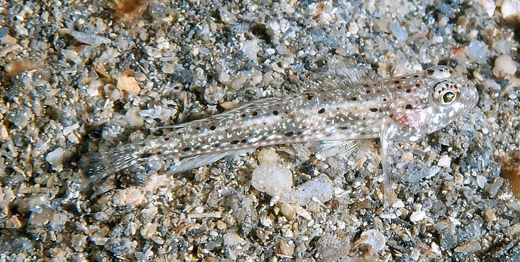 Arcygobius baliurus Isthmus goby New Caledonia new species