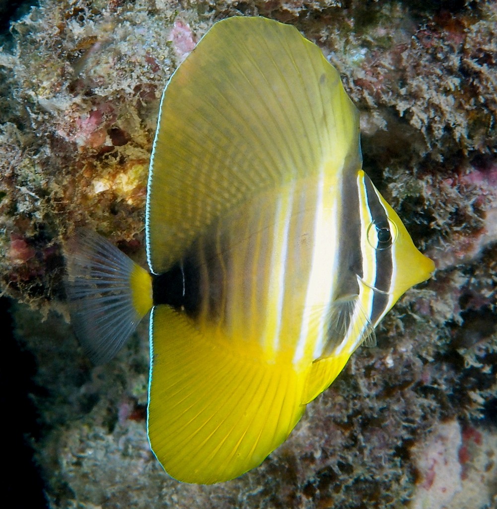 Zebrasoma velifer ヒレナガハギ 少年 ニューカレドニア