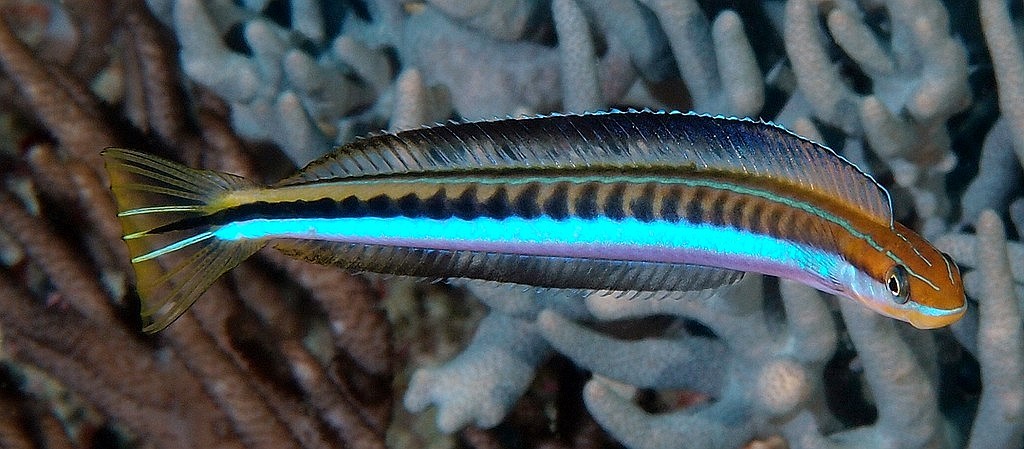 Plagiotremus tapeinosoma Hit and run blenny Mimic Piano fangblenny New Caledonia