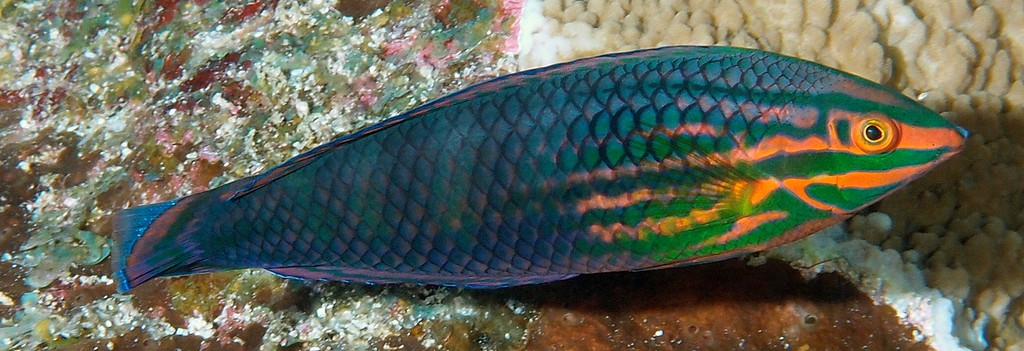 Halichoeres biocellatus Labre à deux ocelles Nouvelle-Calédonie poisson d'aquarium