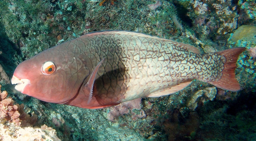 Scarus rubroviolaceus Perroquet lie-de-vin Nouvelle-Calédonie femelles rouge brun avec taches grises