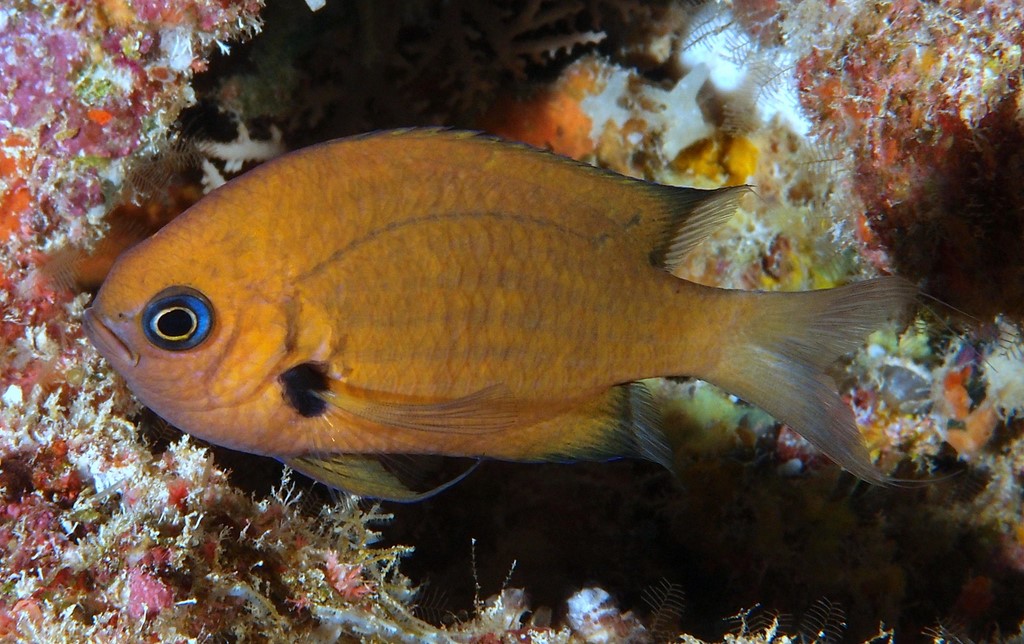 Pycnochromis pacifica Nouvelle espèce poisson 2020